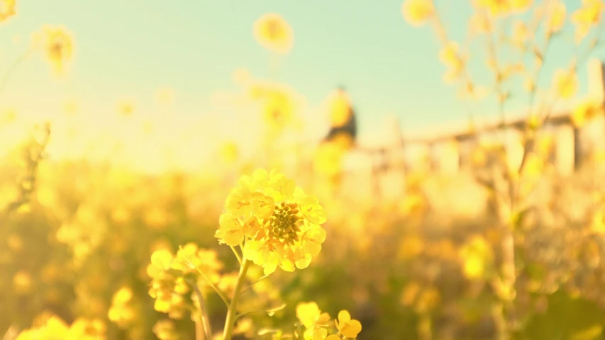 a close up of the small flower in the wild