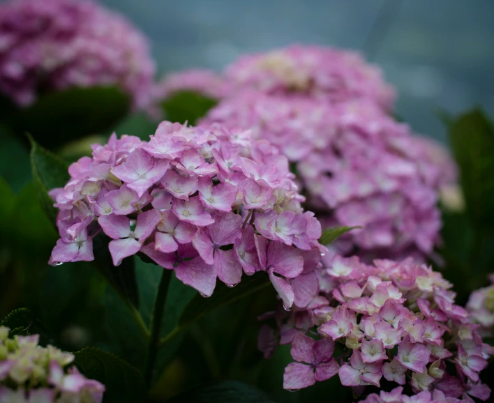 a bunch of purple flowers sitting in front of green leaves