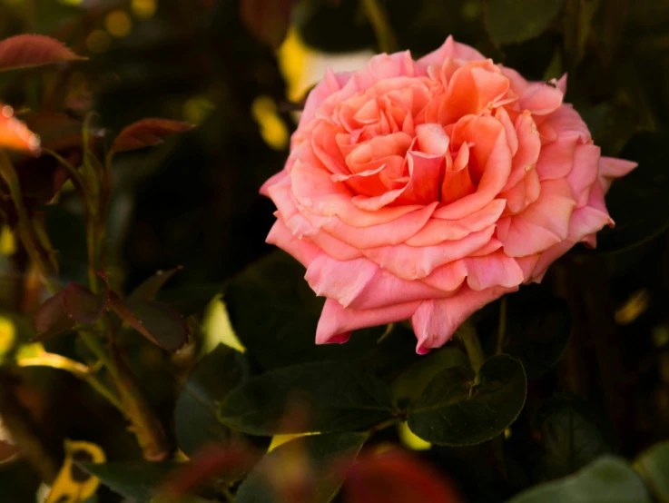 a pink flower is surrounded by green leaves