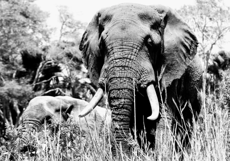 an elephant and her baby walking in the tall grass