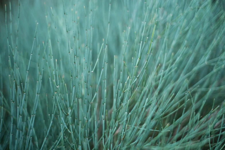 the green grass is very tall and full of water drops