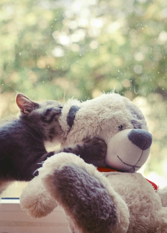 a cat and stuffed teddy bear look out the window