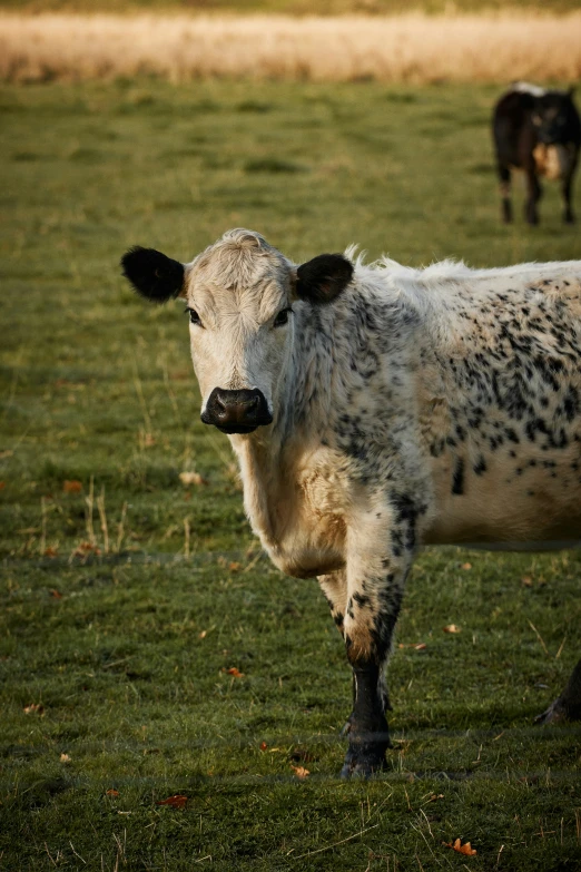 cows standing in a green field with a brown background