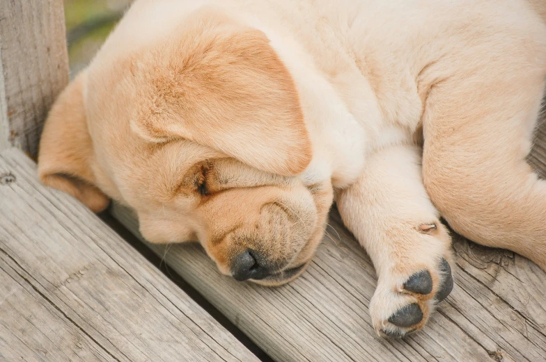 a brown dog sleeping on top of a wooden bench