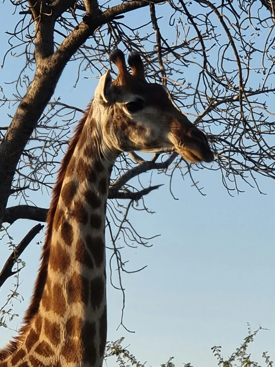 a giraffe standing by some tall trees and nches