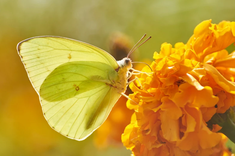 a small green erfly is standing on some flowers