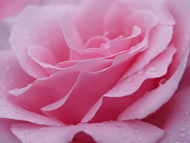 close up po of pink rose with water droplets on petals