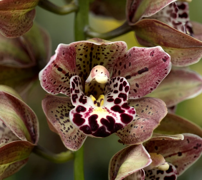 a close up of the pink and black flower