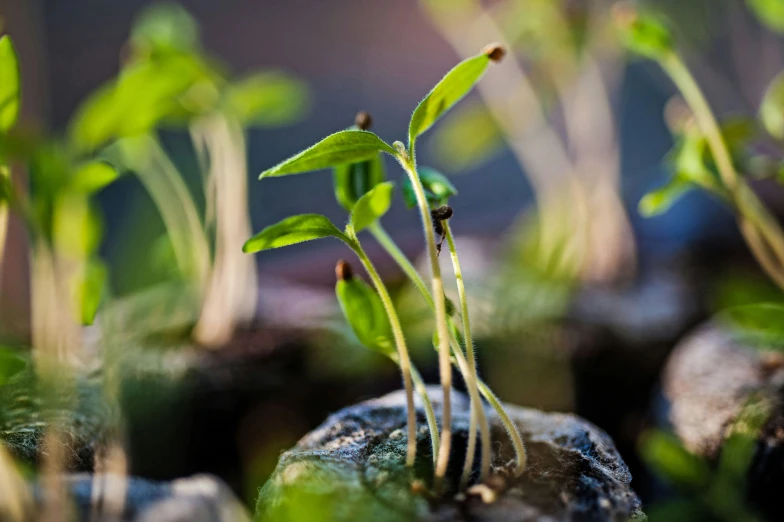 closeup view of small green plants sprouting