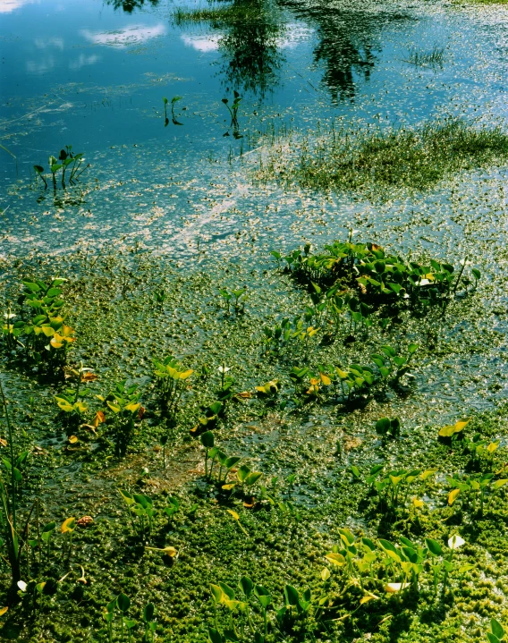 an area with some grass and water on it