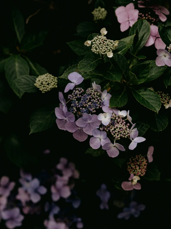 close up image of purple and blue flowers on a nch