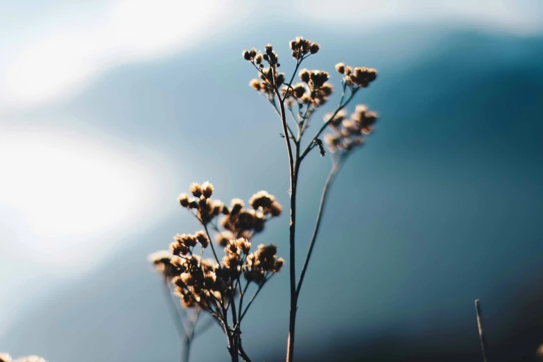 a close - up of a single plant with no leaves