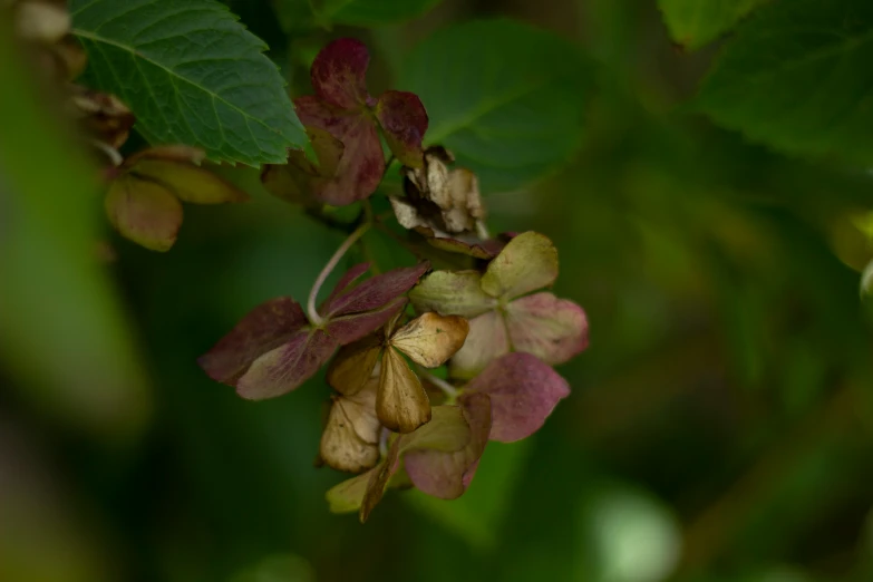 a cluster of flowers growing on a leaf covered tree