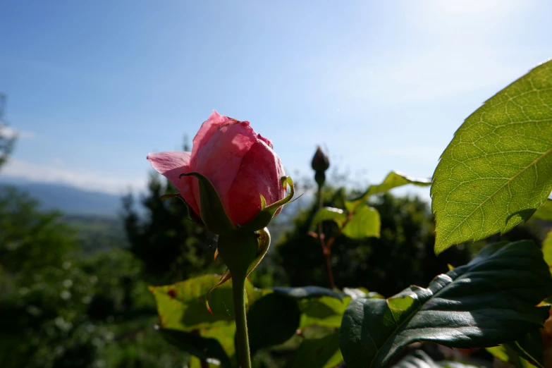 a single pink rose with large green leaves