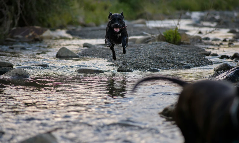a black dog runs through a stream toward a dog in the background