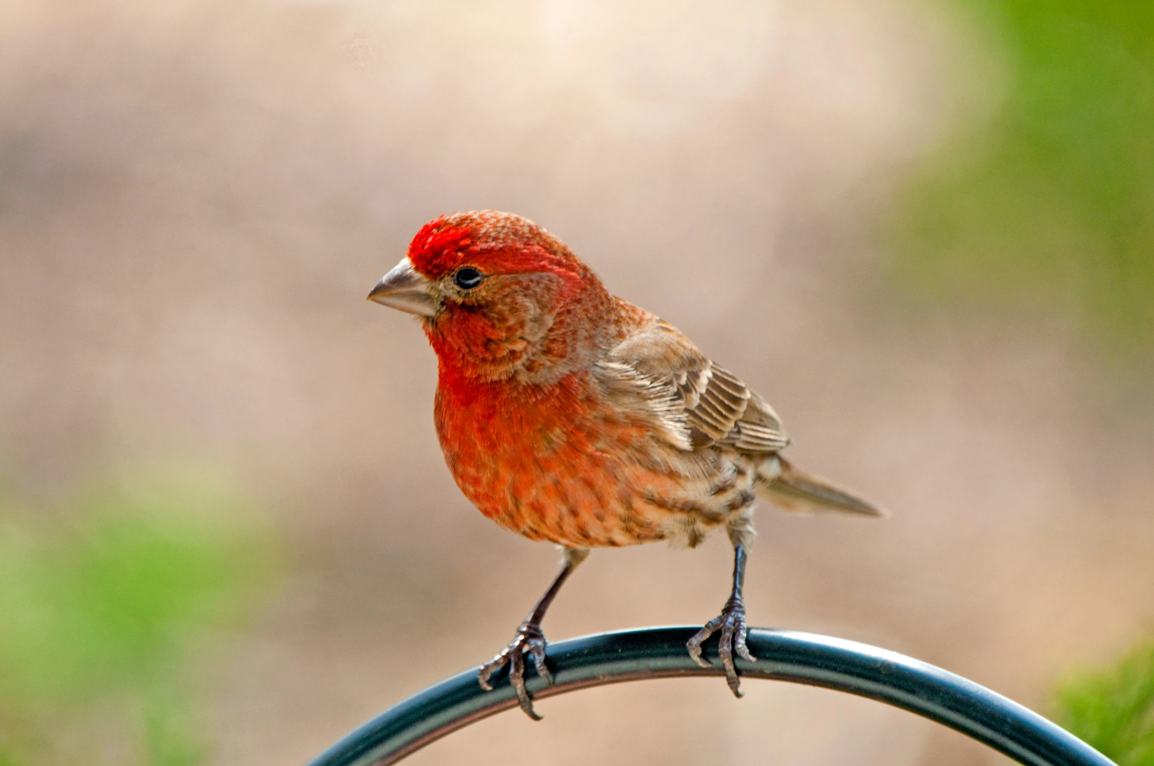 a small red bird sitting on top of a metal fence