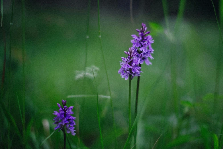 two flowers blooming from tall green stems in the grass