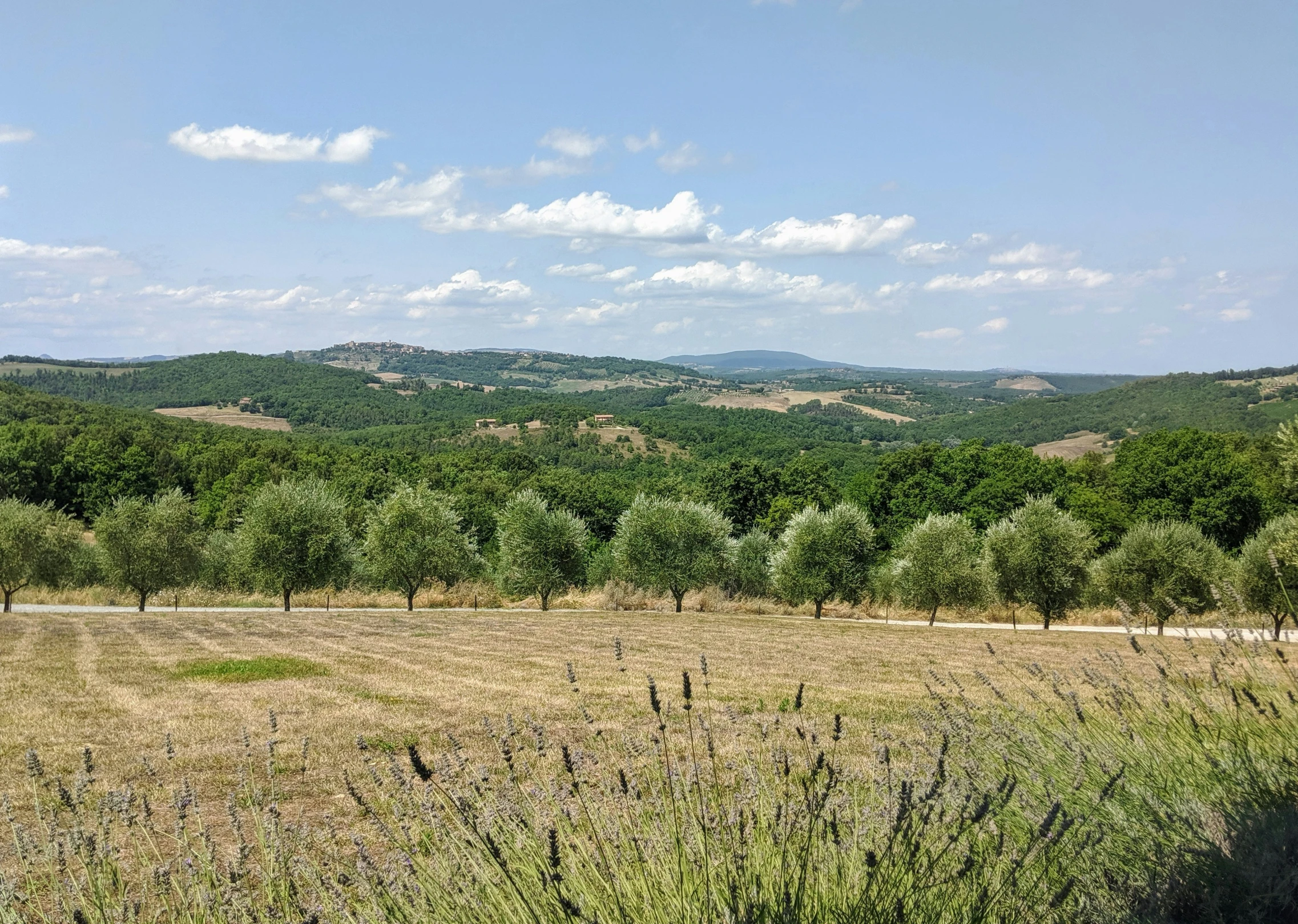 some vegetation in the foreground and a few trees on a hill