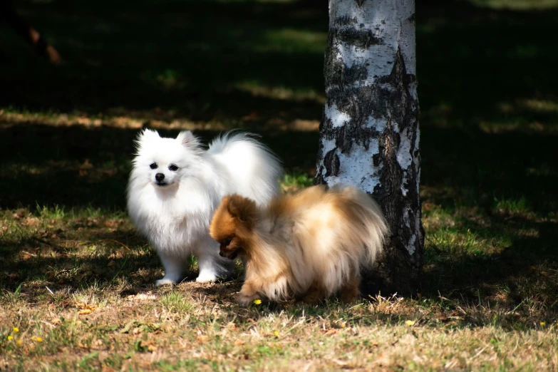 two small dogs on the grass by a tree