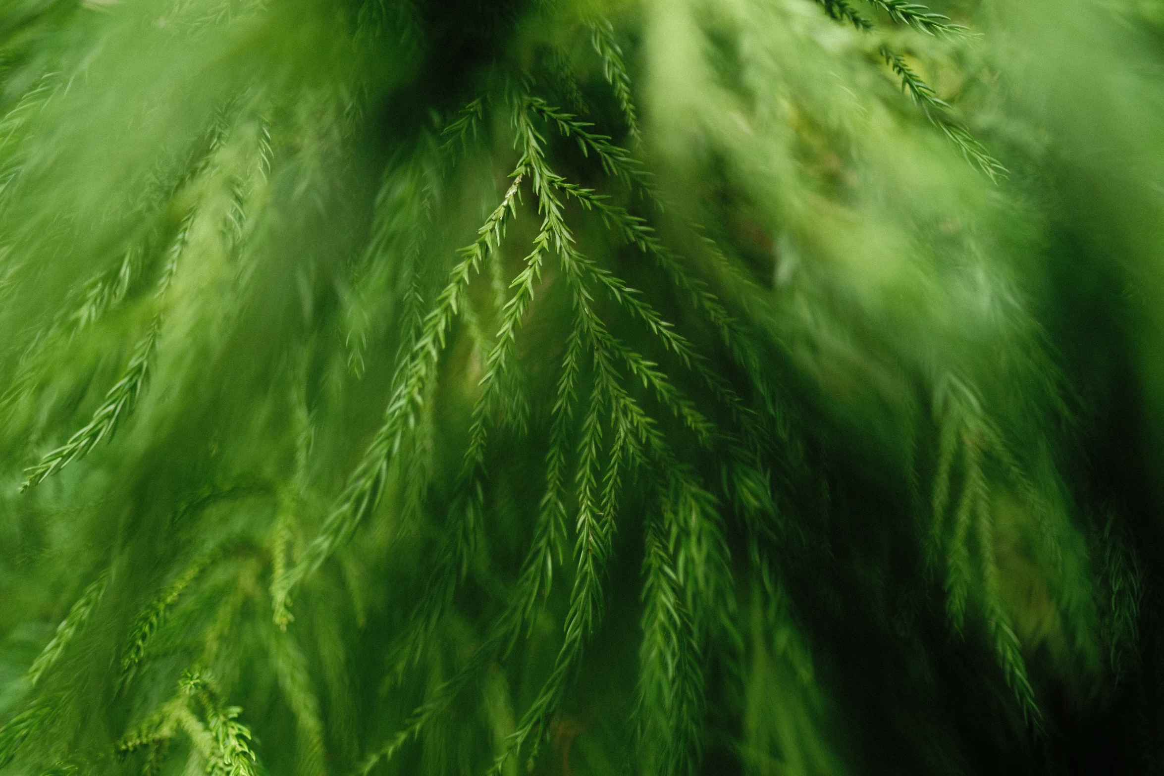 a green plant with several layers of leaves