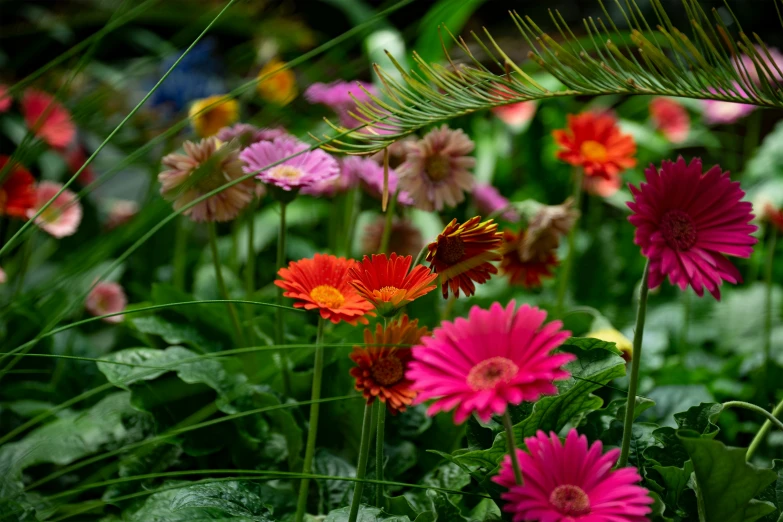 a cluster of colorful daisies are growing next to a palm tree