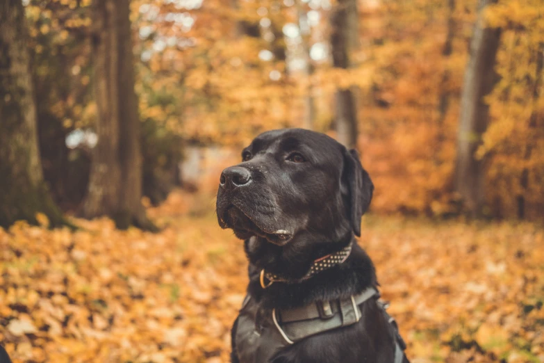 a black dog sitting in the leaves on a fall day