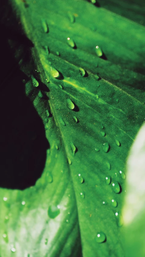 the green leaves are all covered in rain drops