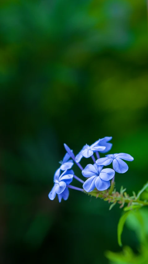 a cluster of blue flowers growing on a tree nch