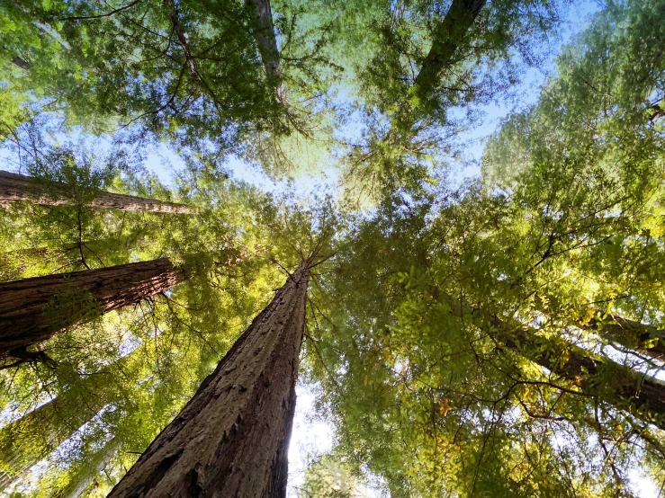 the looking up at several tall trees from a high angle view