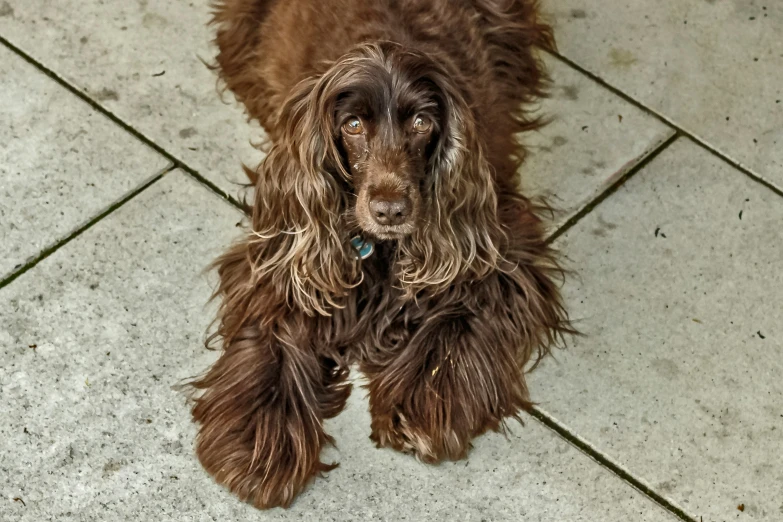 a brown dog looks up at soing while on the ground