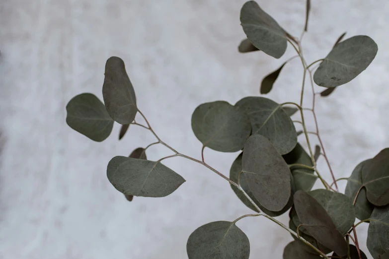 a bush with leaves has been placed by the wall