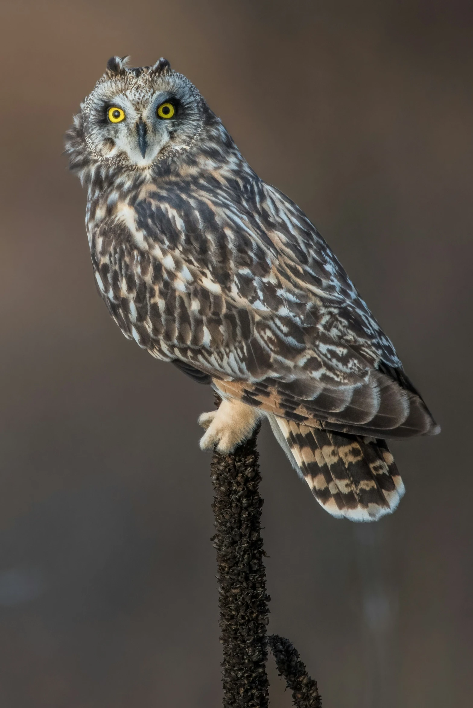 a lone owl is perched on the tree