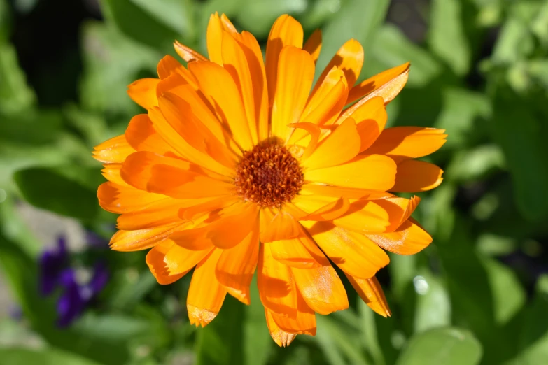 a bright orange flower with some green leaves