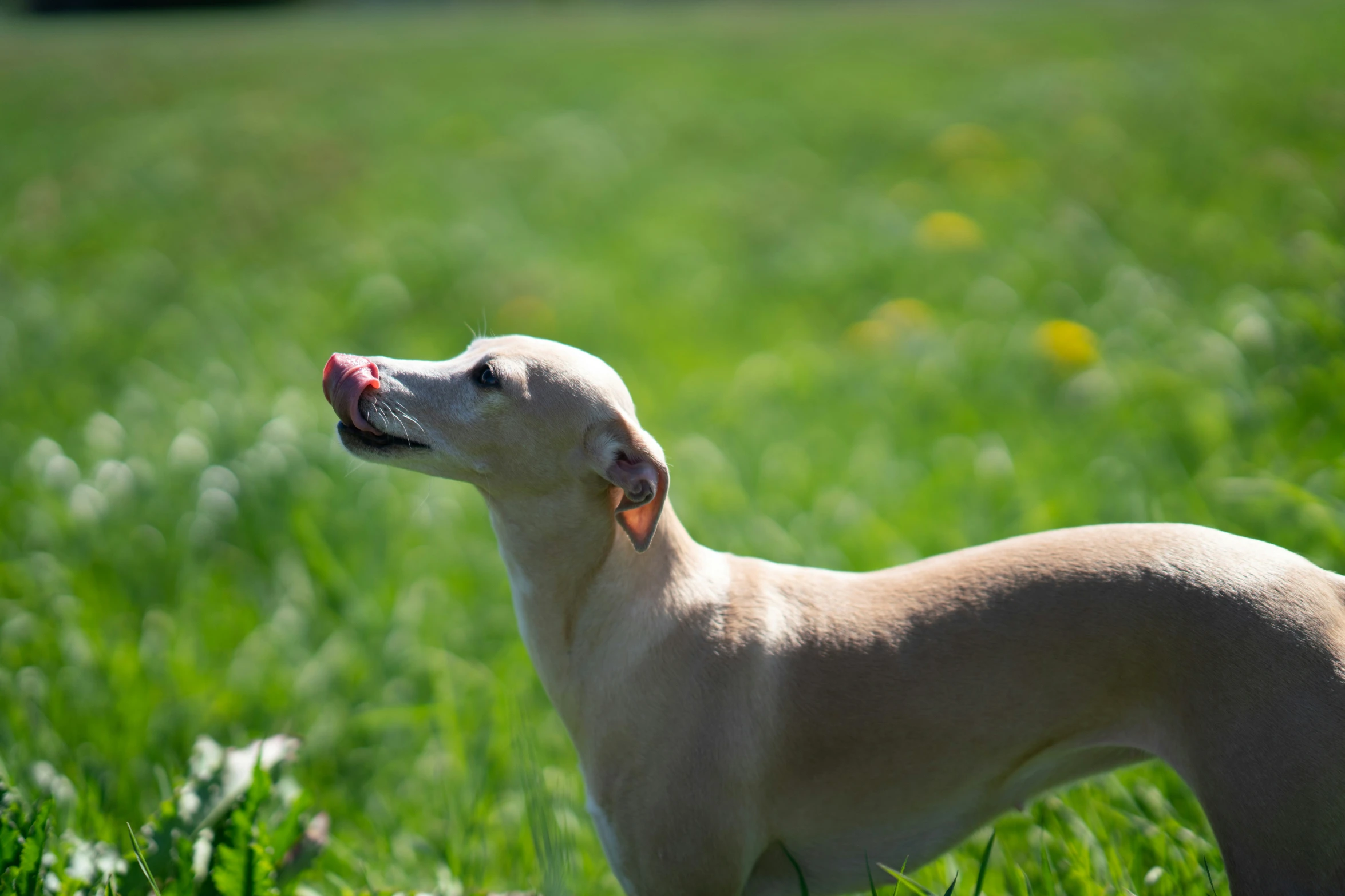 there is a dog that is standing in the grass