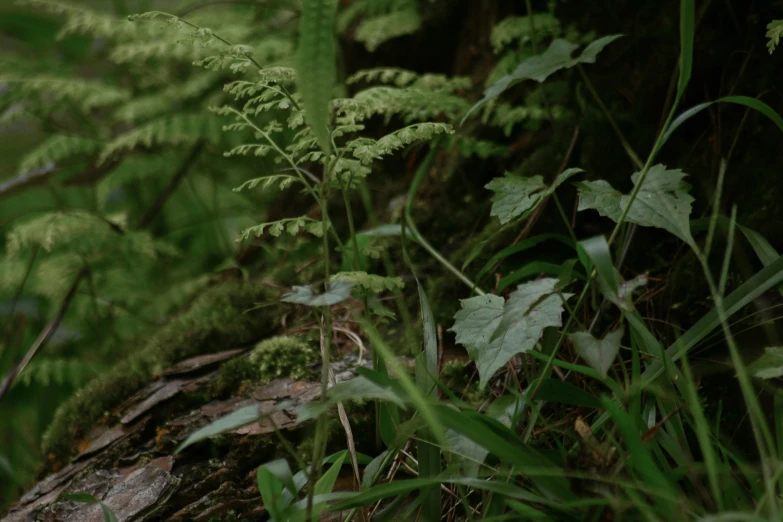 a bear is standing near some bushes and trees