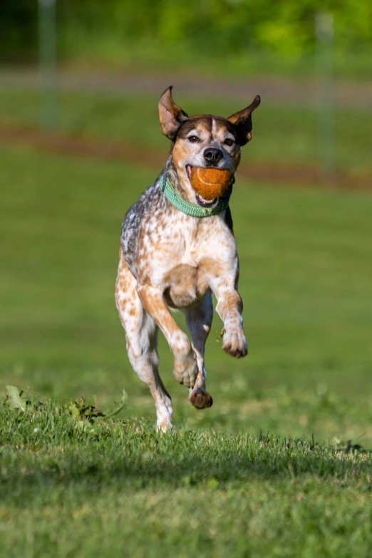 a dog is in the grass, jumping up to catch a frisbee