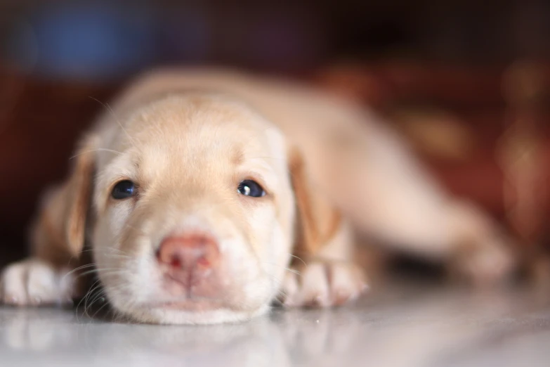 a dog with very blue eyes laying on the floor