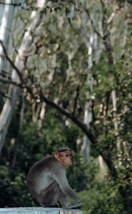 a monkey sitting on the side of a wall