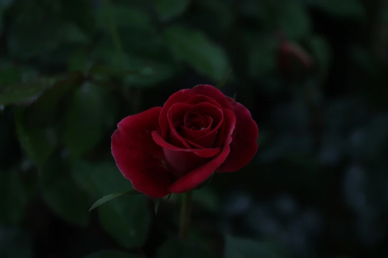 a beautiful red rose with its stem still on the stalk