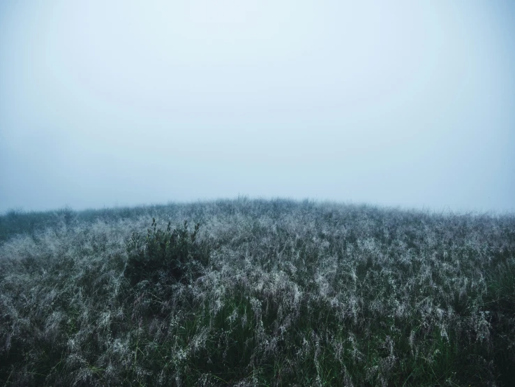 grass and bushes in the foreground against a foggy sky