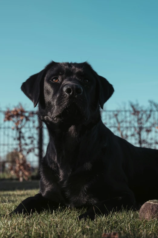 a black dog with its tongue out sitting in the grass