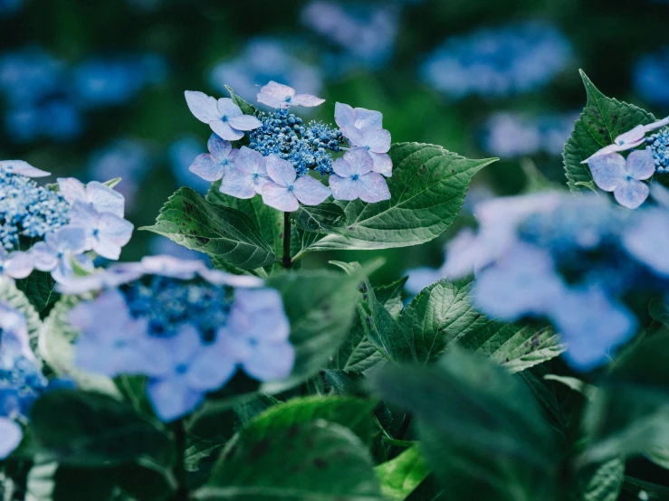 blue flowers are in a garden with green leaves