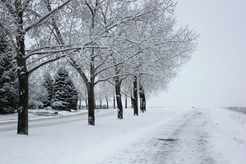 some snow is on the ground trees and a street