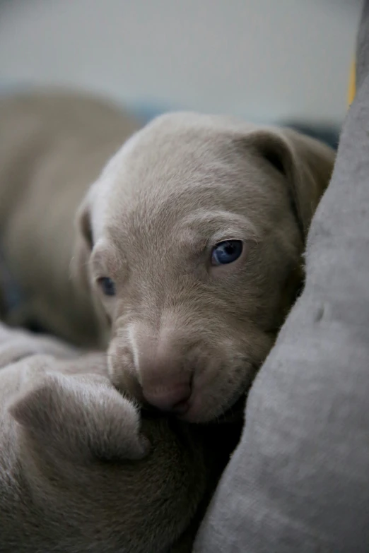 there is a puppy that is laying down