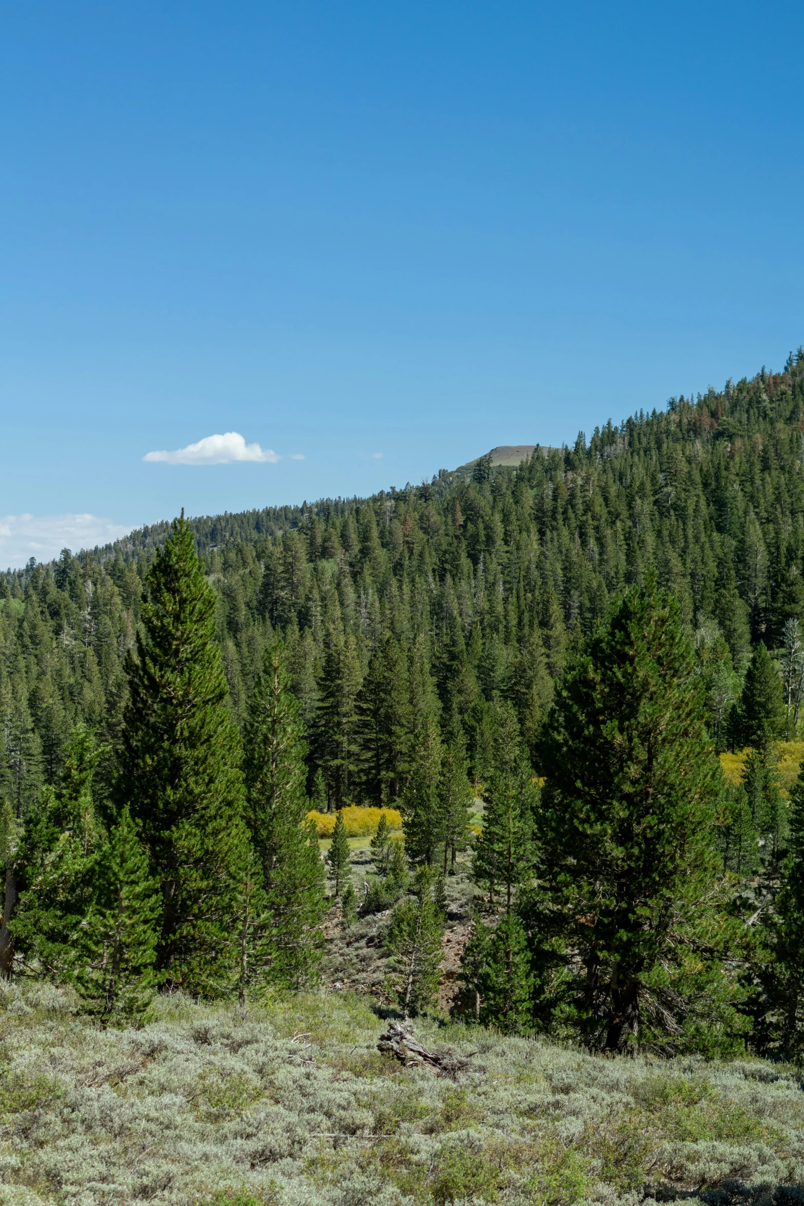 a forest with many tall green trees on the mountain