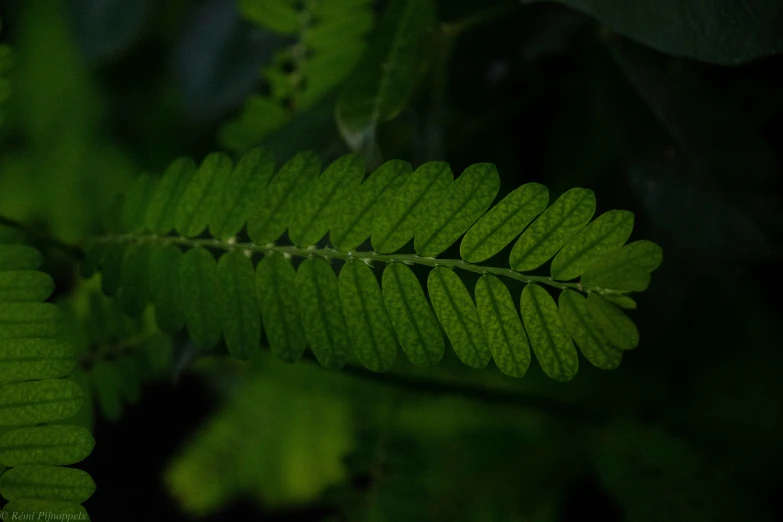 the view of a fern leaf from the top of it