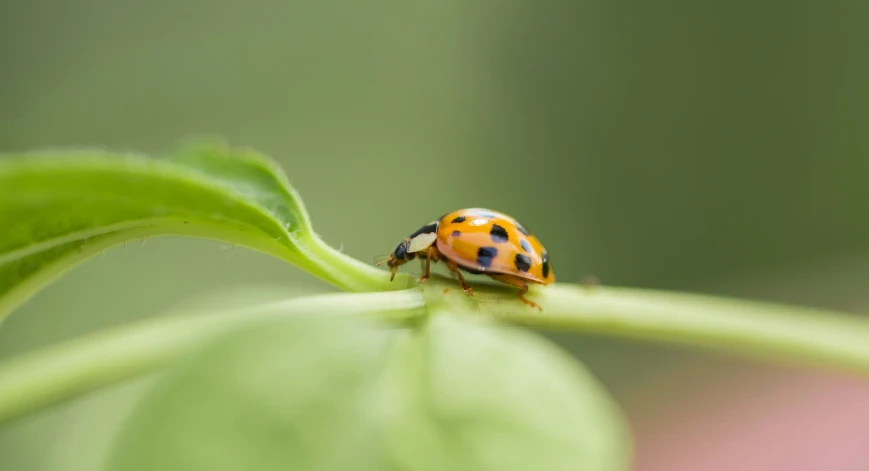 the orange ladybird is sitting on the green leaf