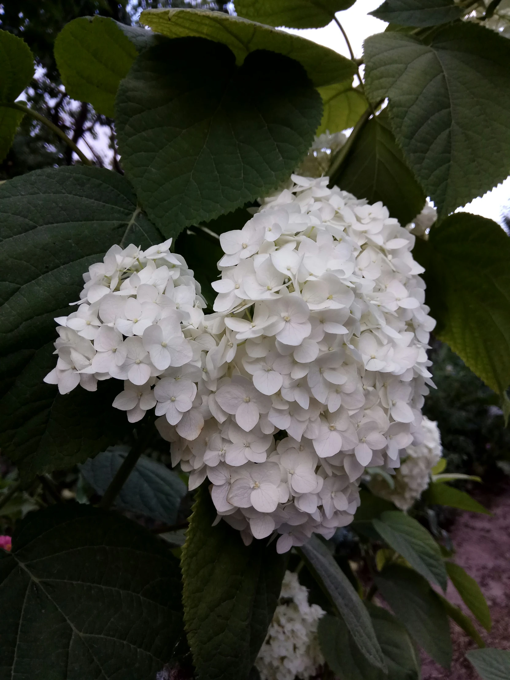 white flowers in the midst of large leaves and shrubs