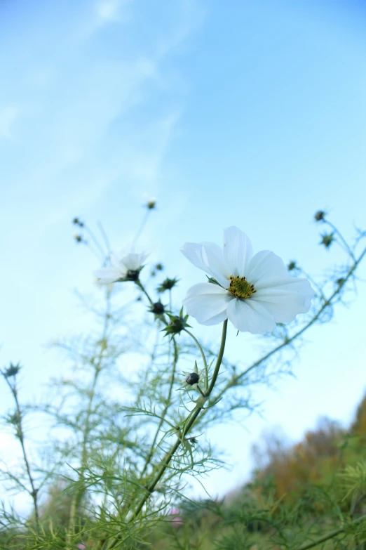 two white flowers on the same plant are in this po