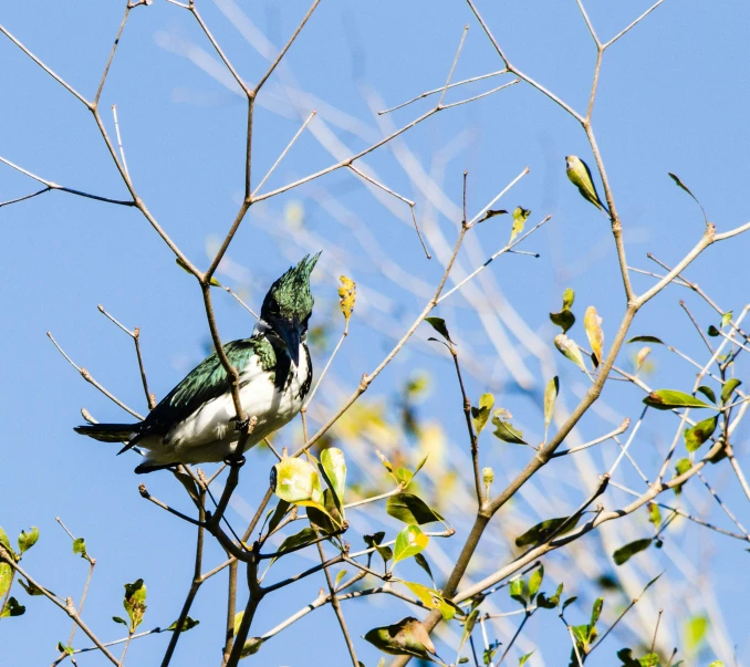 two green and white birds sitting in a tree